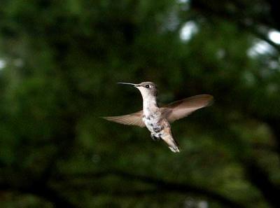 Pasquotank Hummingbirds