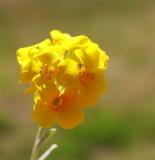 Yellow Bladderpod (Wildflower)