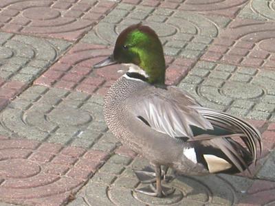 The Bird Zoo in Wuhan