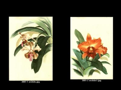 3001-1 to 2 unidentified artist / orchids.jpg