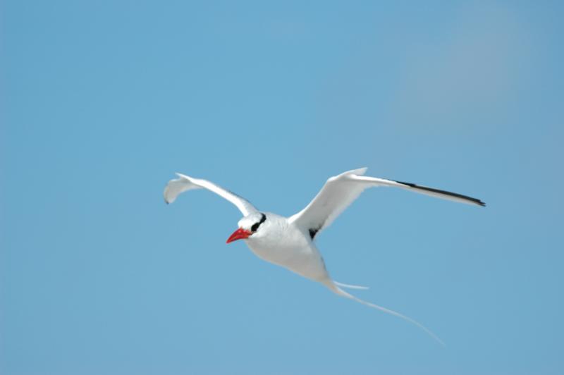 Red-Billed Tropicbird