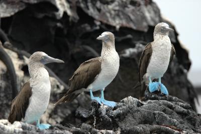 Blue Footed Boobies