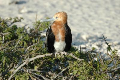 Great Frigatebird (Juvenile)