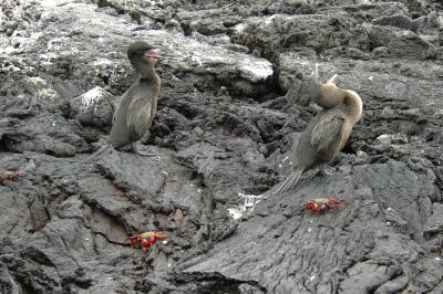 Flightless Cormorants and Sally Lightfoot Crabs