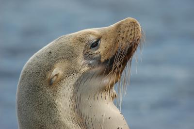 Galapagos Sea Lion