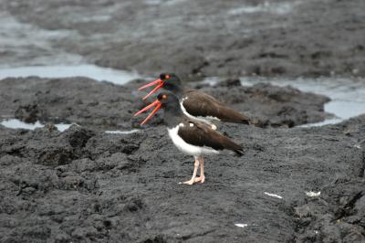 American Oystercatchers