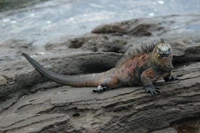 Marine Iguana