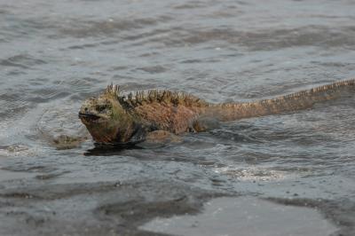 Marine Iguana