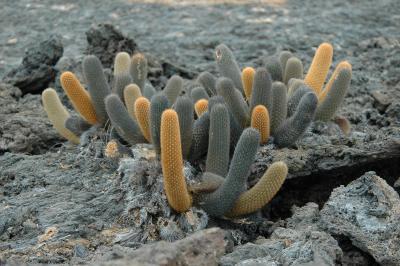 Lava Cactus