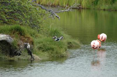 Greater Flamingo and Black-Necked Stilts