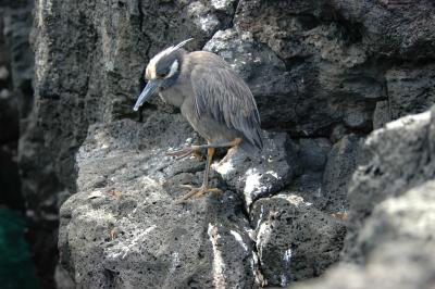 Yellow-Crowned Night Heron
