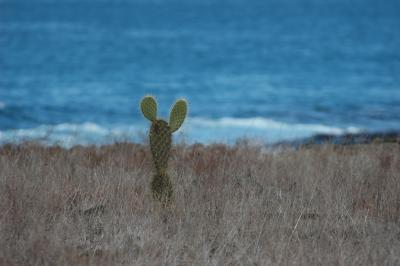 Giant Prickly Pear Cactus