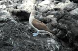 Blue Footed Boobie