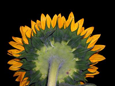 Rear of a sunflower