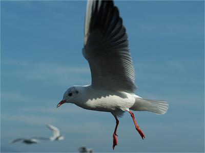 Silver gull (Chroicocephalus Novaehollandiae)