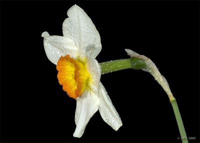 WY Daffodil with dew (side view)