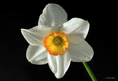 WY Daffodil with dew (front view)