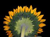 Rear of a sunflower