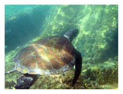 u14/schiaffarino/medium/41819037.IMG_0613_Tartaruga_LOW.jpg