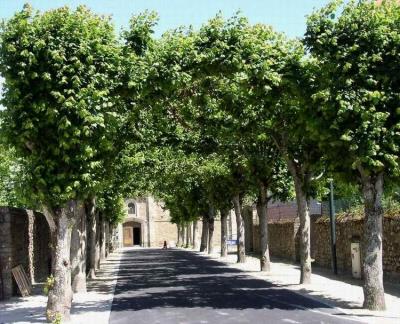 shady street in normandy