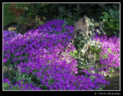 Another mass of Aubretia