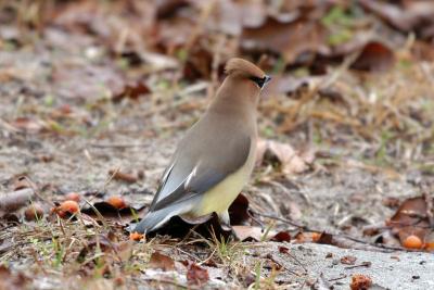 u14/sellbirding/medium/38722154.Waxwing_Cedarorangetail9764A.jpg