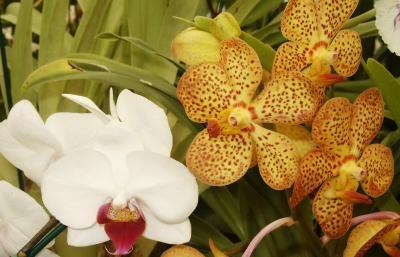 White Phaleonopsis and orange spotted Vanda