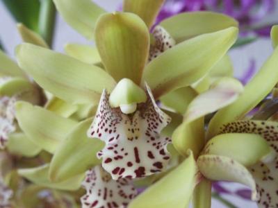 Cymbidium