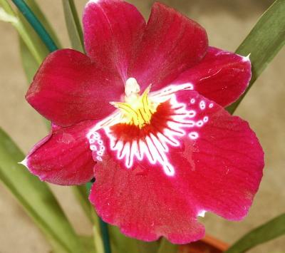 Red Miltonia