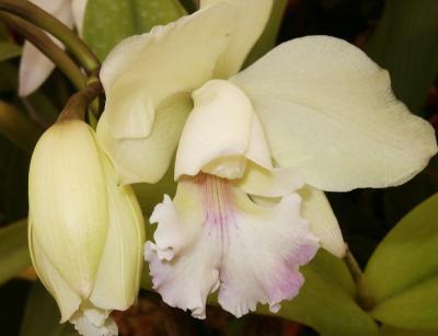 Cattleya