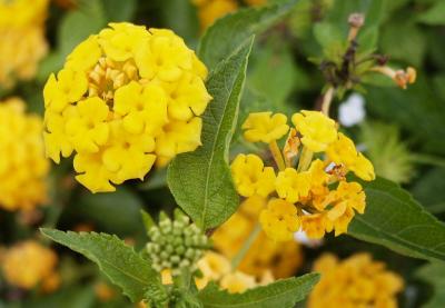 Yellow Lantana