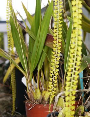 Zipper Orchid (Dendrochilum filiforme)