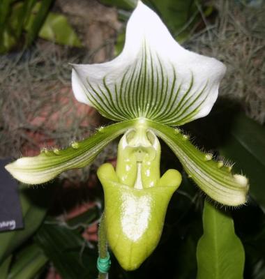 Lady Slipper (Paphiopedilum)