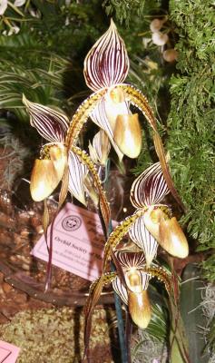 Lady Slipper (Paphiopedilum)