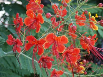 Dwarf Poinciana (Caesalpinia pulcherrima)