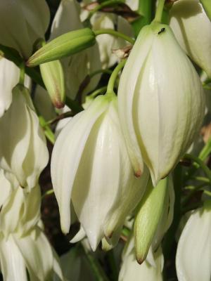 Yucca Flowers