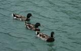 Ducks at Hawaii Kai duck island