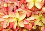 Rainbow Shower (Cassia javanica x fistula)