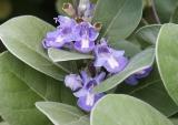 Beach Vitex (V. rotundfolia) or Pohinahina