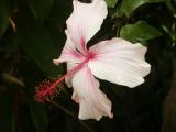 Native Pink Hibiscus