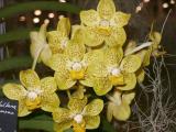 Yellow Vanda