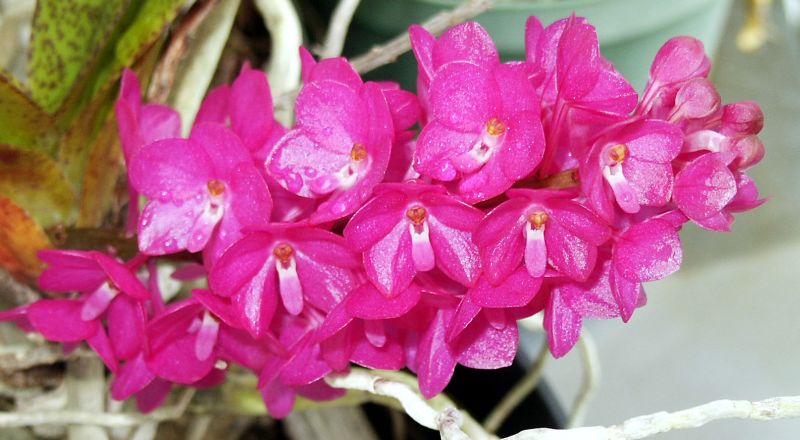 Purple  Vanda