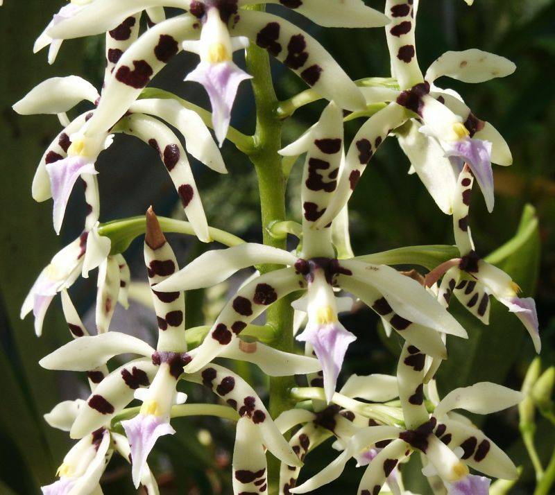 Epidendrum or Epicattleya