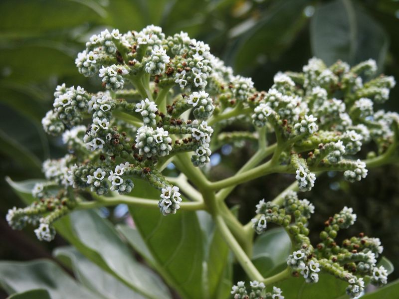 Heliotrope (Tournefortia argentea)