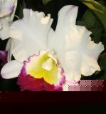 Cattleya
