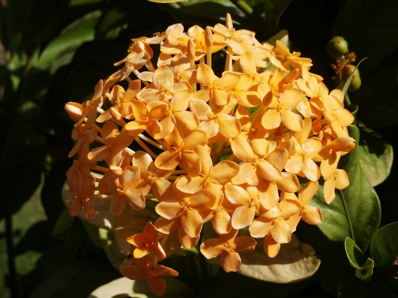 Yellow Ixora