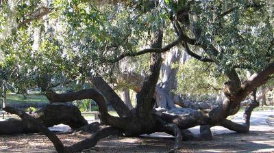The Walking Oak in December 2004.