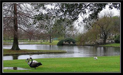 Swans out of water in the rain