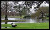 Swans out of water in the rain