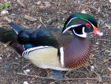 Wood Duck